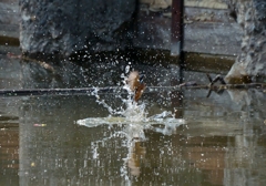 水飛沫