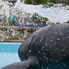 噴水クジラ