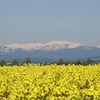 菜の花畑