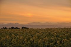 夕暮れの菜の花畑