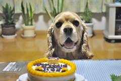 クレオくん　Happy birthday!!