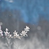 霧氷・樹氷