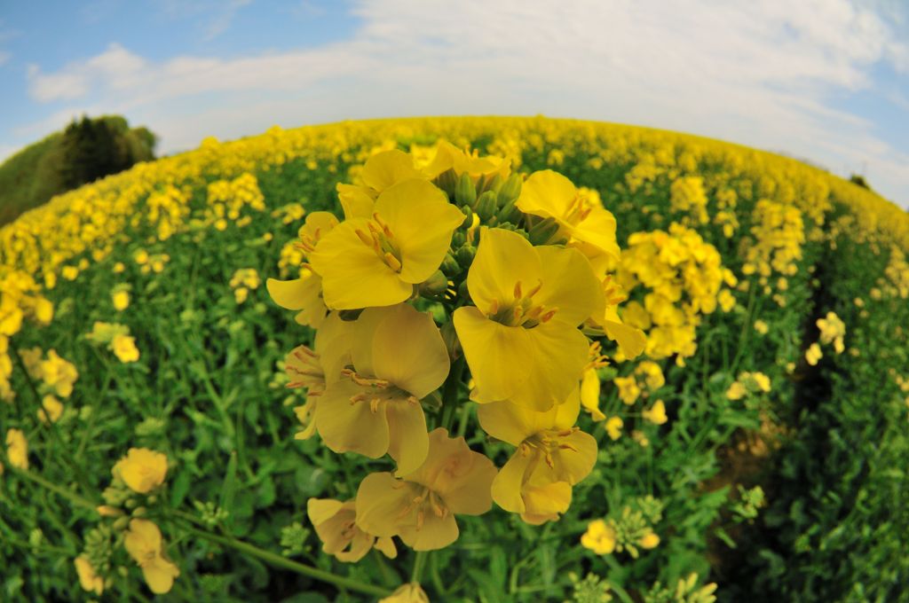 菜の花星に到着！！