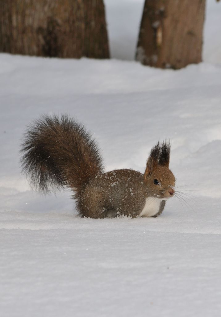 雪の中