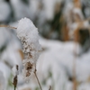 初雪