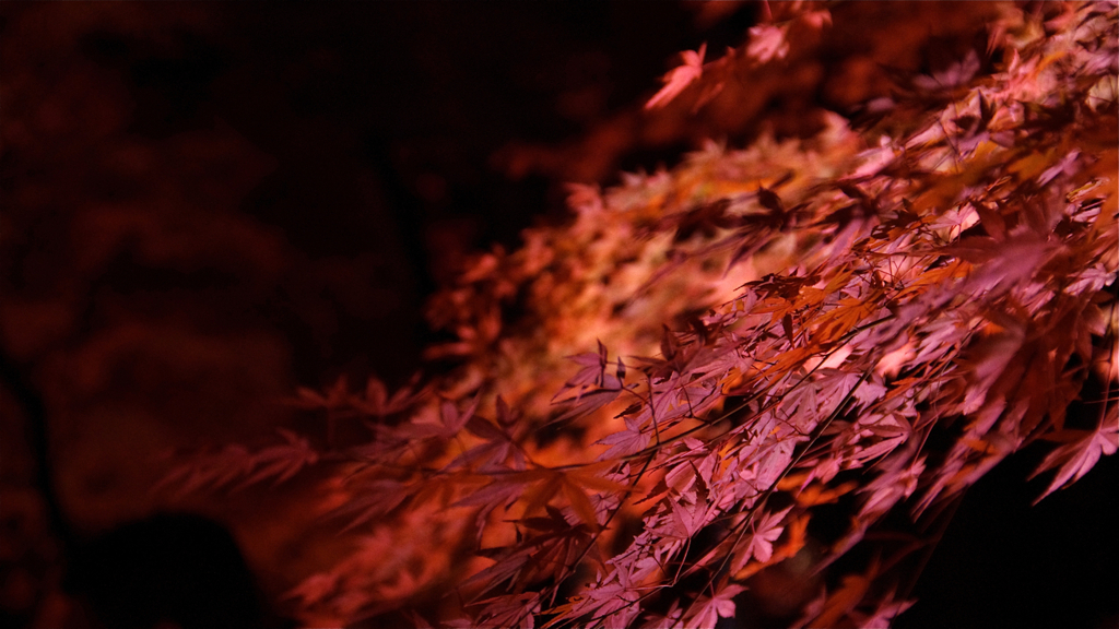 紅葉