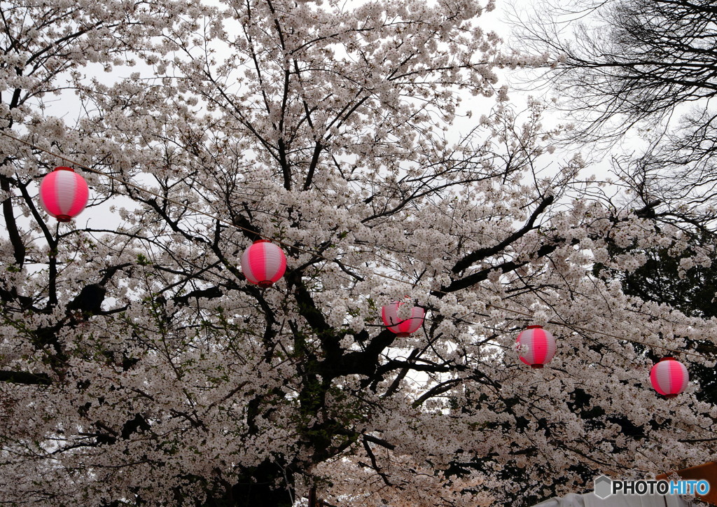 川越喜多院　さくら祭り①