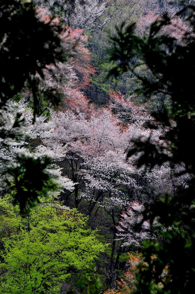 山桜