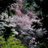 山桜