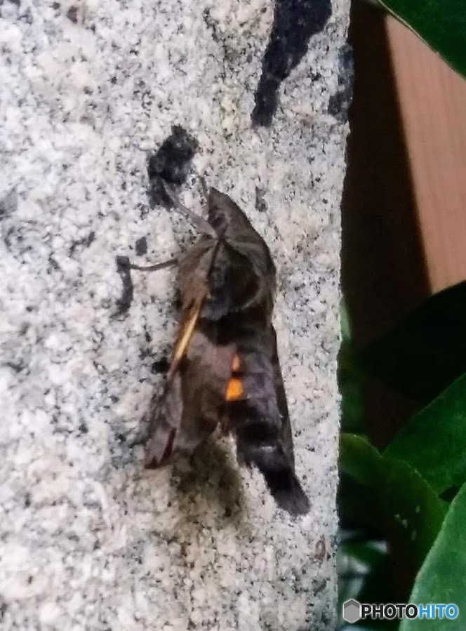 ホシホウジャク