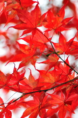 紅葉