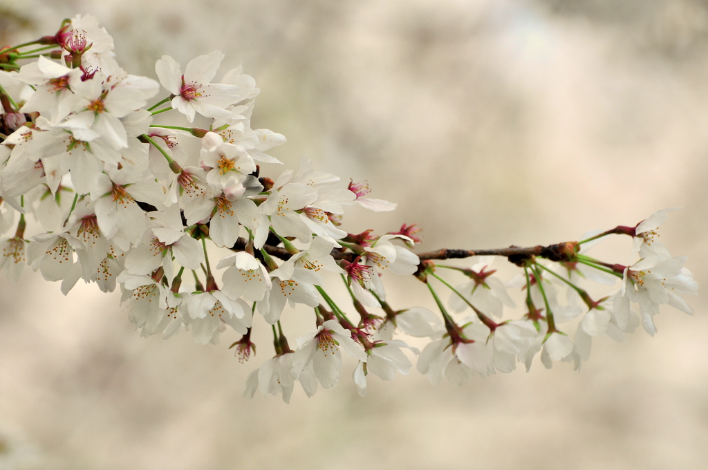 DSC_0470SAKURA