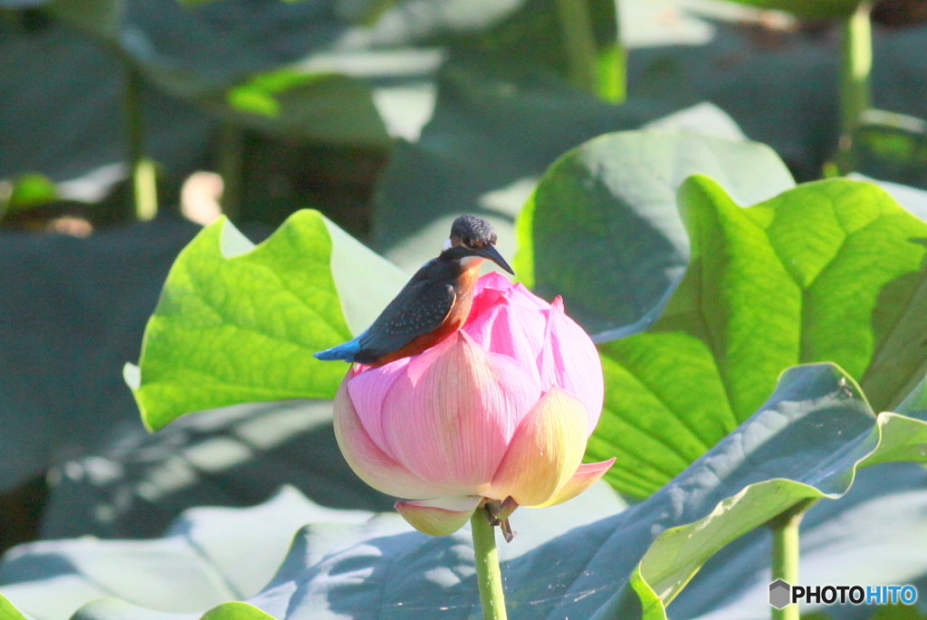 Lotus①