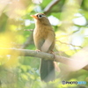 ガビチョウ①