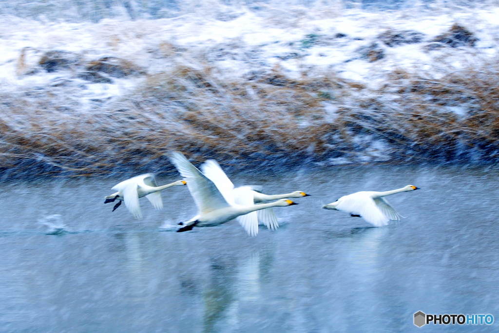 SNOW　SWAN