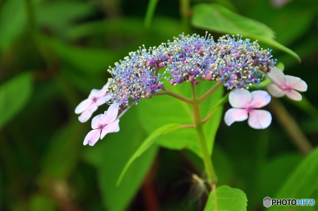 紫陽花　18~200mm