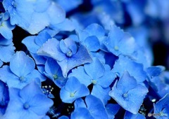 紫陽花ブルー