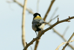 シジュウカラ