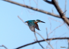 カワセミ