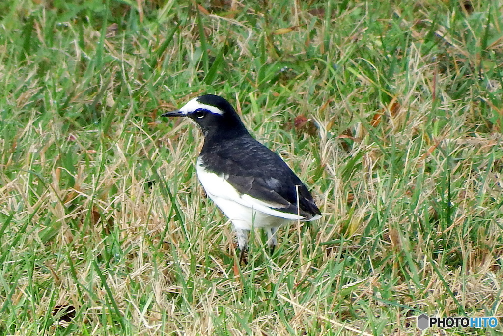 珍鳥？