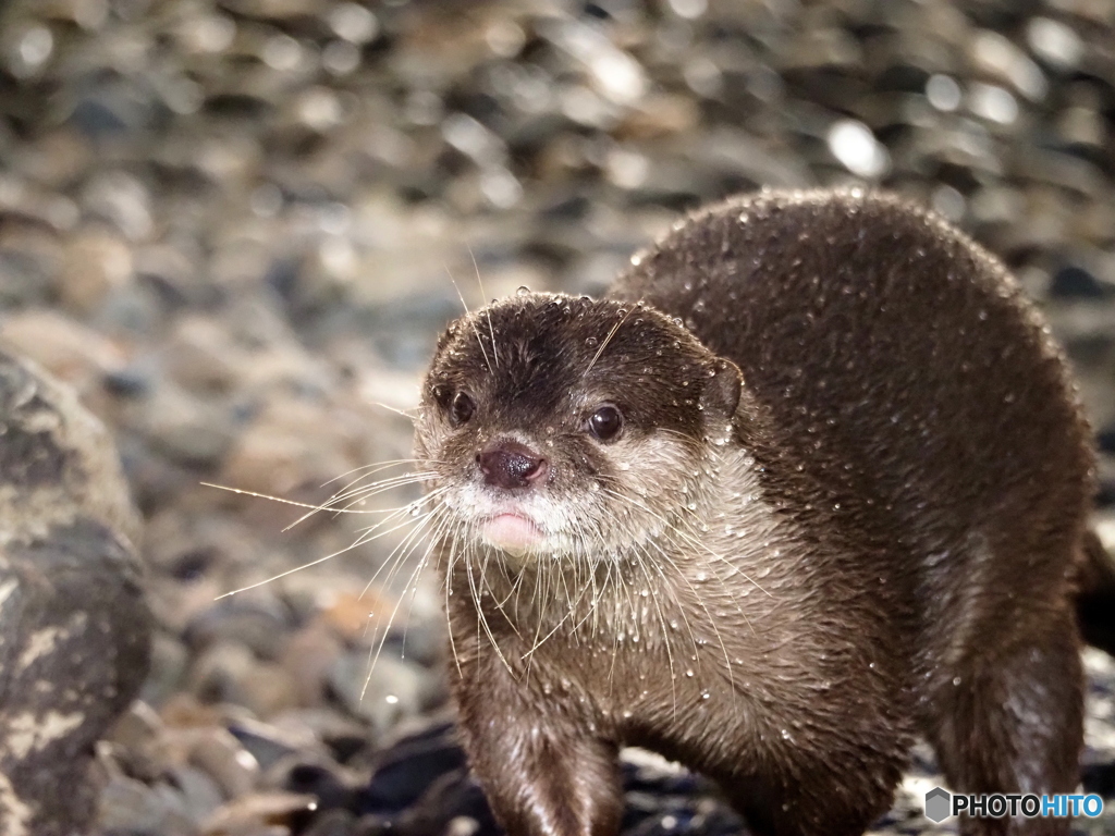 カワウソ
