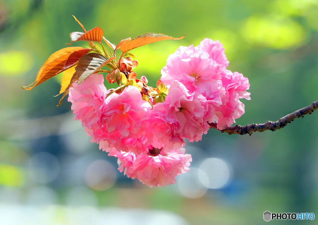 八重桜
