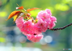 八重桜