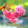 八重桜