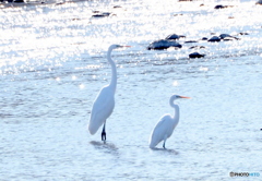 チュウサギとダイサギ