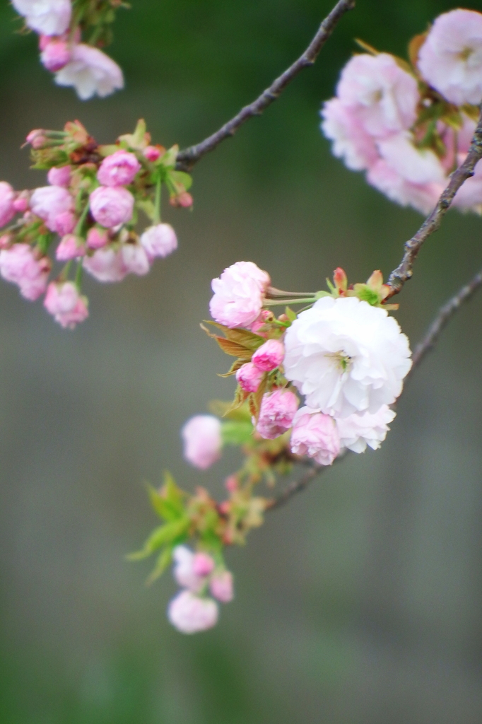 八重桜