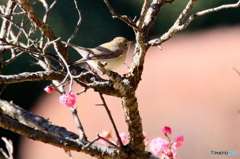 Ojiro36