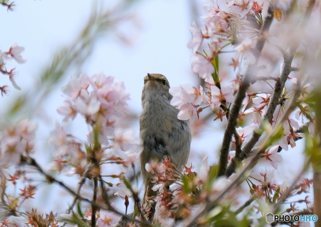 しだれ桜onウグイス