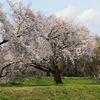 河川沿いの桜
