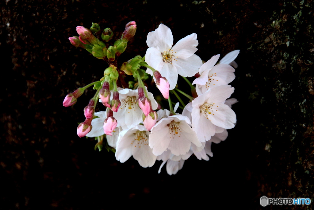 桜01