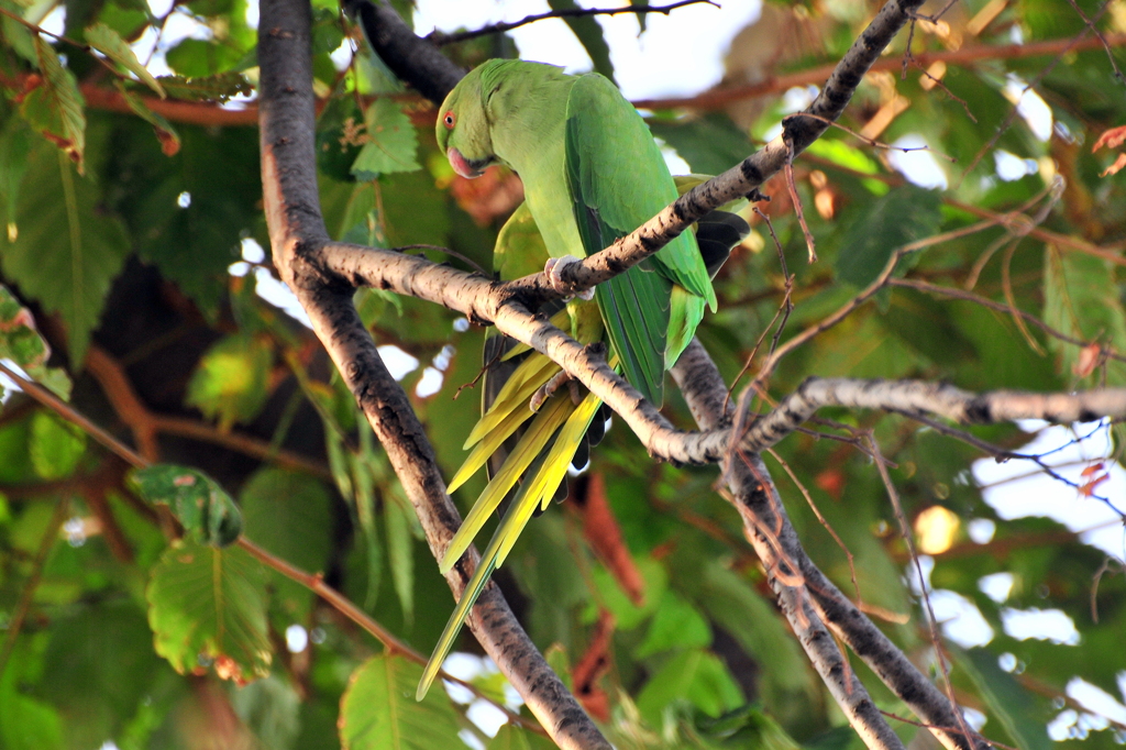 オオホンセイインコ