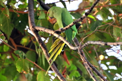 オオホンセイインコ