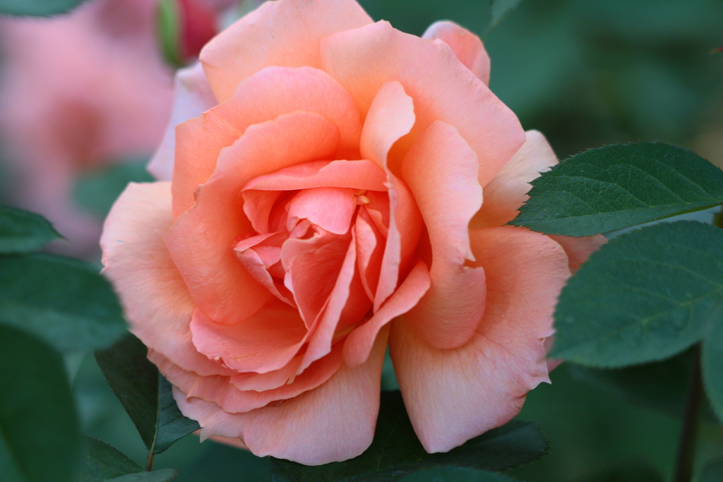 薔薇