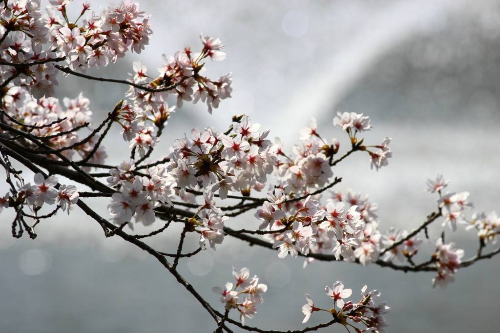 桜と噴水