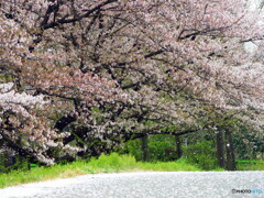 桜吹雪01