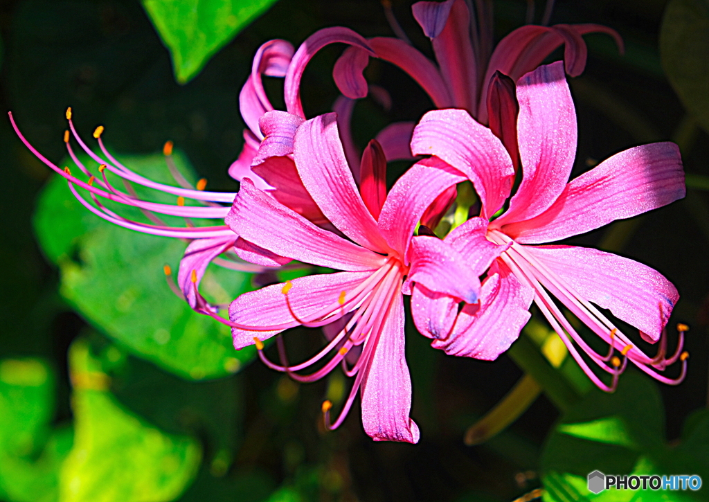 我が家の花