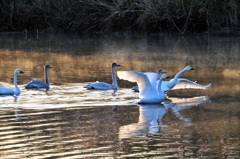 コハクチョウ001