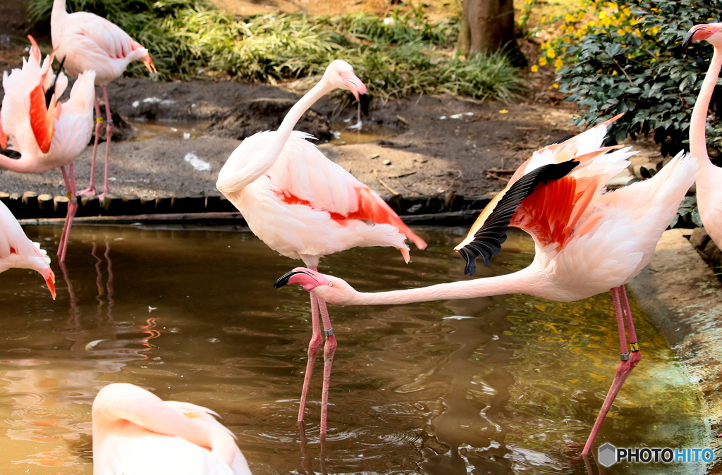 Flamingo③