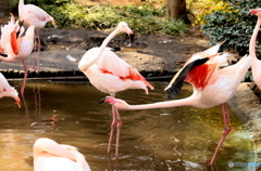 Flamingo③