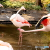 Flamingo③