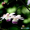 蓮華升麻②