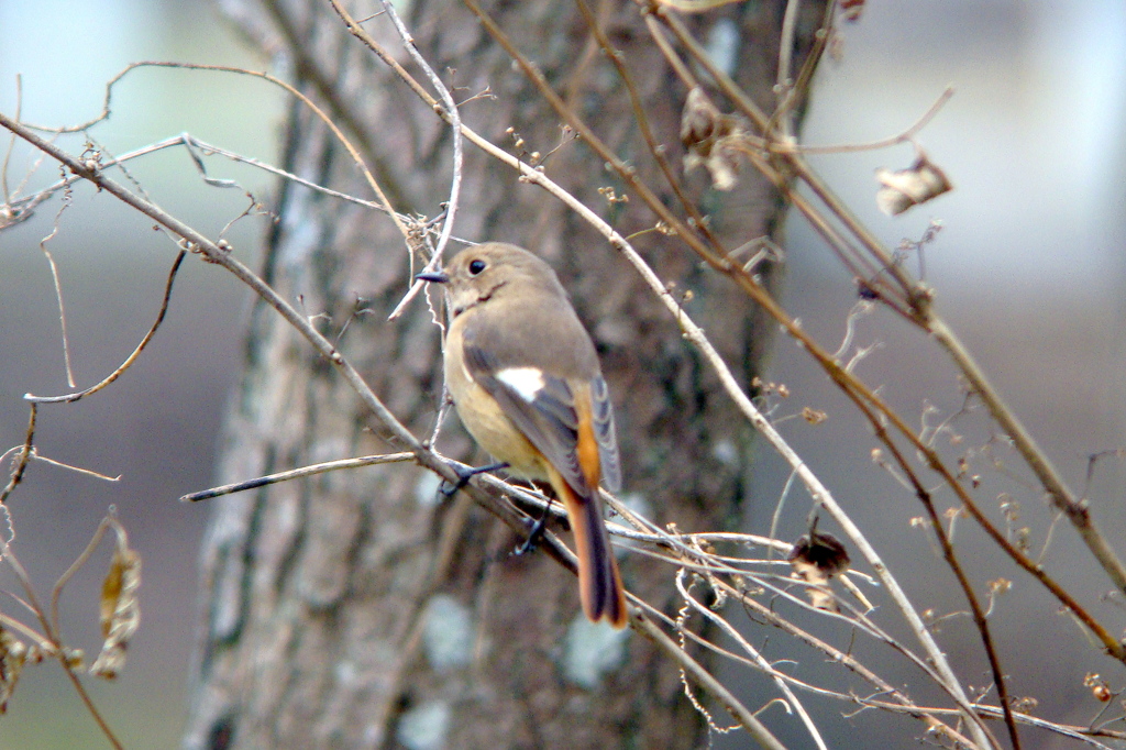DSC07841Jyo