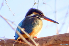 久々のカワセミ