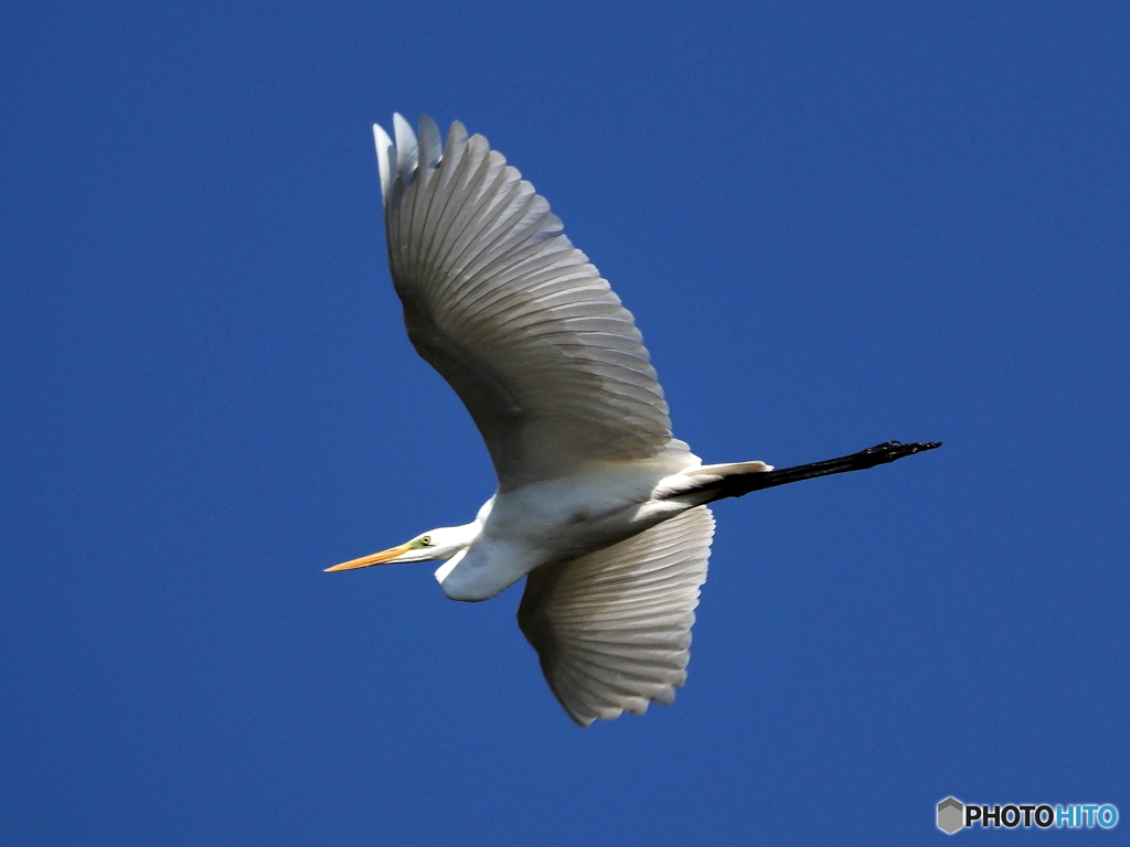 ダイサギ飛翔②