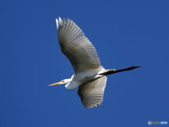 ダイサギ飛翔②