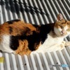 野良猫ミケ